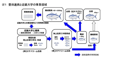 日本品質の持続可能な完全養殖魚を世界へ　～完全養殖「近大マグロ」、海外へ輸出開始～