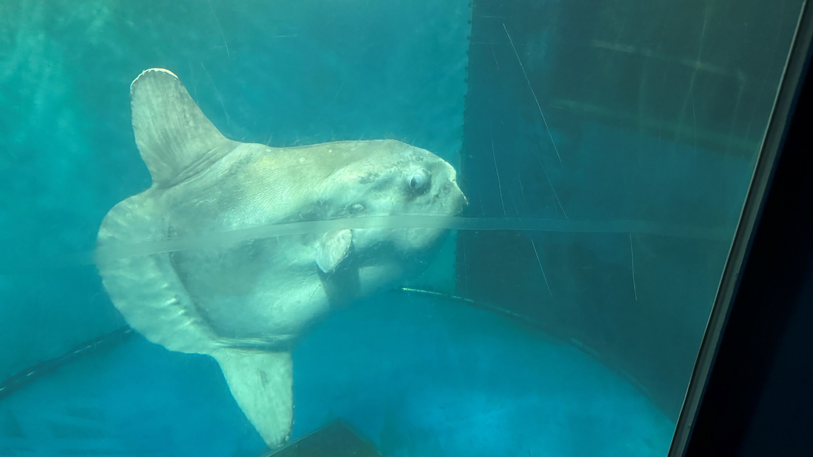 越前松島水族館 マンボウ死亡について | NEWSCAST