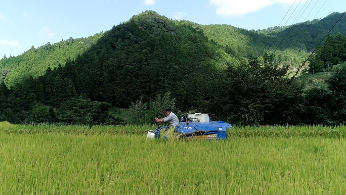 コンバインで収穫中