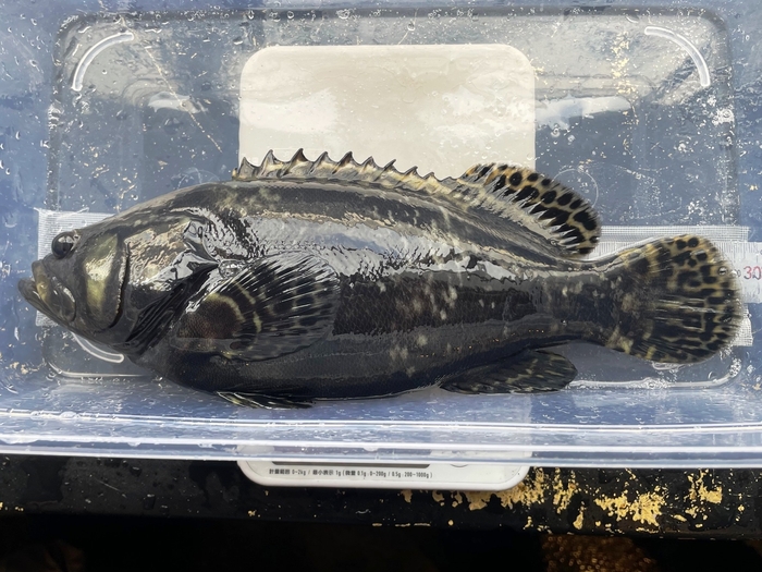 養殖しているタマカイ