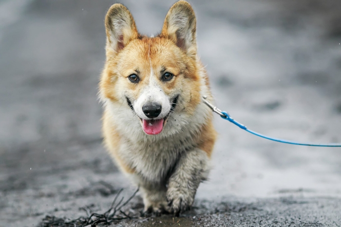 雨の日にお散歩へ行くと、どんなメリットとデメリットがあるのでしょう？