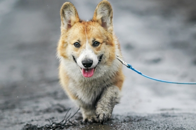 雨の日にお散歩へ行くと、どんなメリットとデメリットがあるのでしょう?