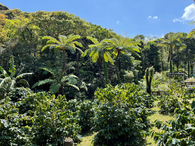 自然豊かなコーヒー畑