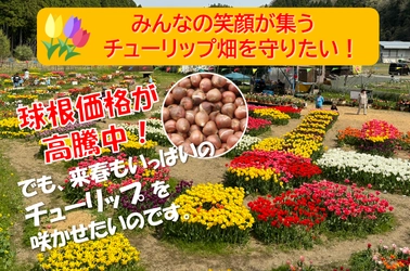 みんあの笑顔が集うチューリップ畑を守りたい！