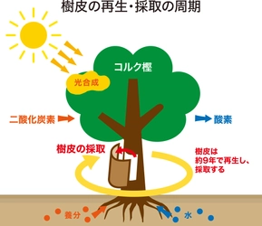 SDGsやサステナブルな製品を求める皆様に今お奨めする天然素材、 “コルク”でつくる日用雑貨のご紹介です。 「東京くらしのフェスティバル2024」に出展　 2024年11月7日、8日開催