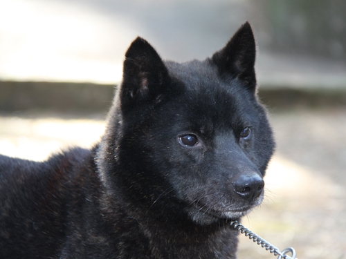2012/3/25「日本犬コンパ」開催!