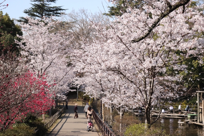 水上コース外周の桜並木