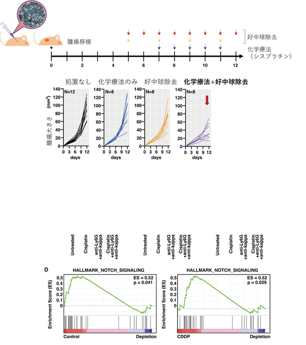 図2 マウス腫瘍モデルでの好中球除去と化学療法の相乗効果