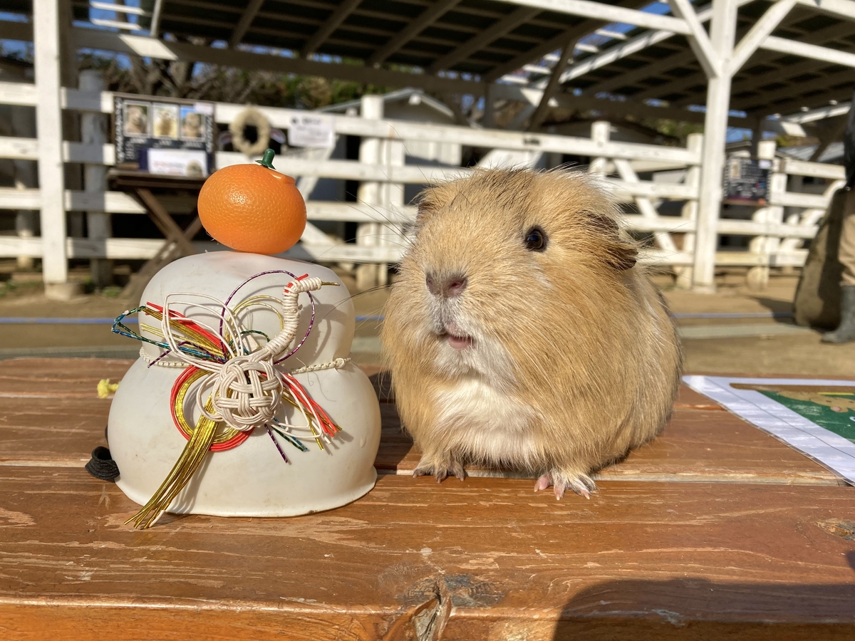淡路島西海岸 家族で楽しむお正月イベントを開催！～ニジゲンノモリやのじまスコーラで運試しゲームやお正月限定メニューを提供～