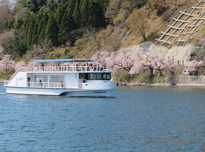 海津大崎の桜とメグミ