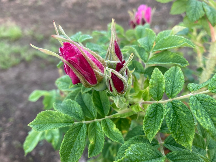 開花直前の食香バラ