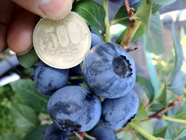 500円玉大のブルーベリーが収穫できることも