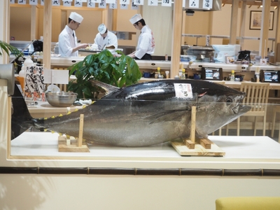 生本まぐろ解体ショー!