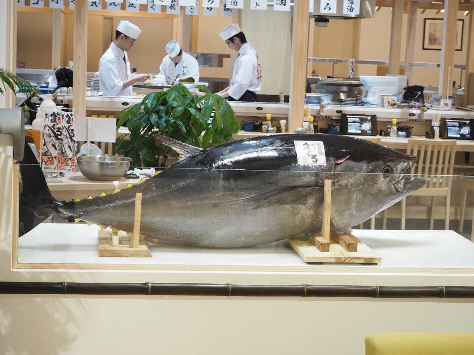 生本まぐろ解体ショー!