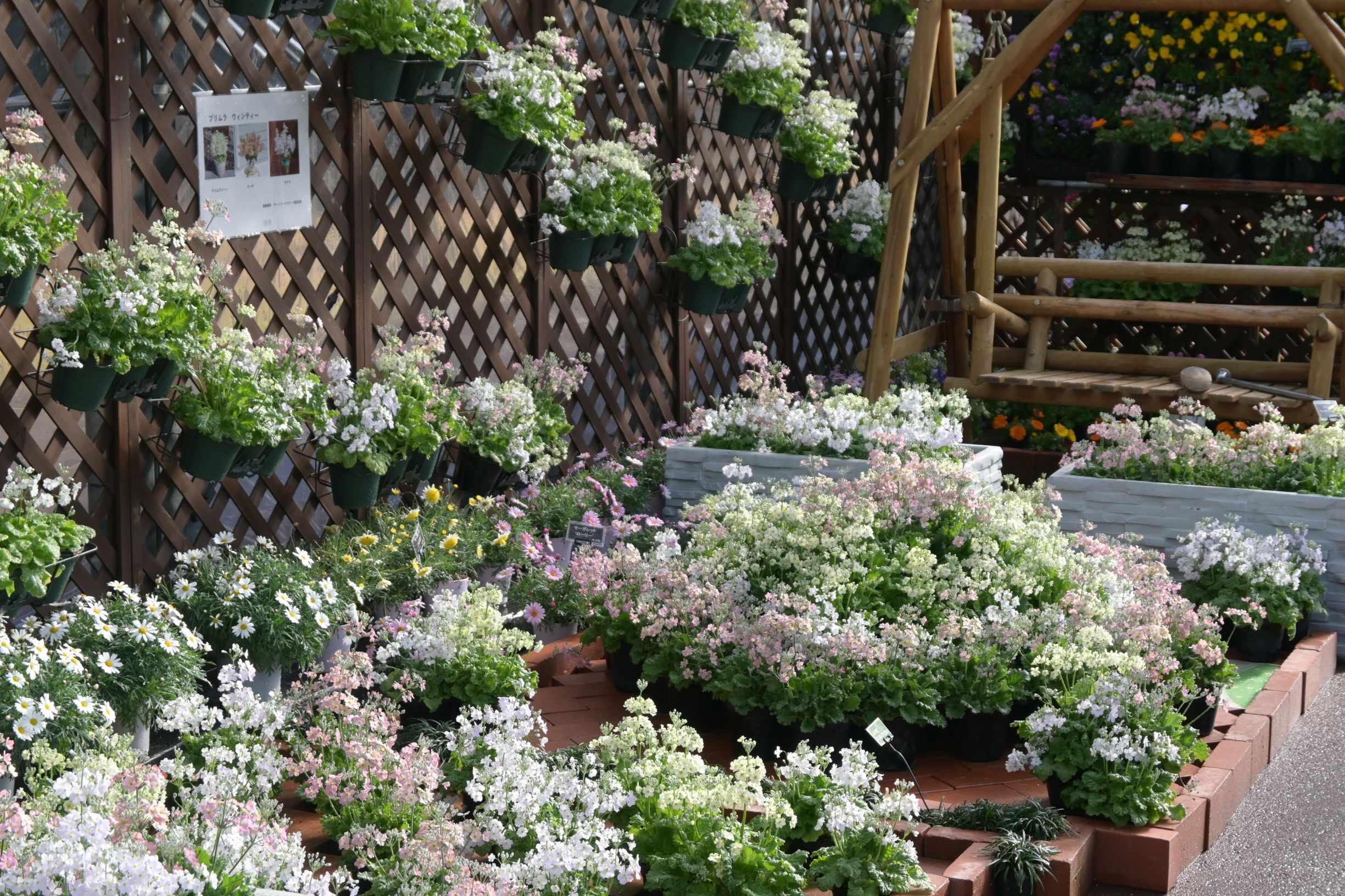 早春の草花展(1)