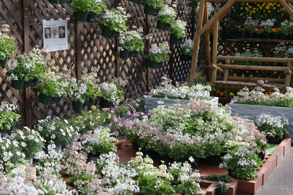 早春の草花展(1)