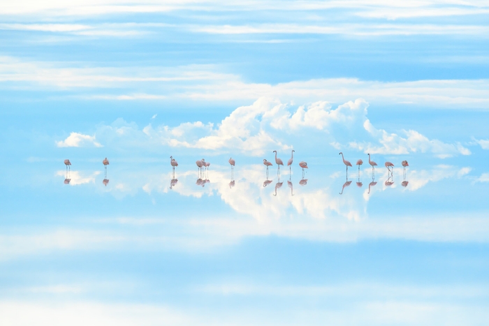 “天空の鏡”で羽を休めるフラミンゴ/ウユニ塩湖・ボリビア (C)Junji Takasago