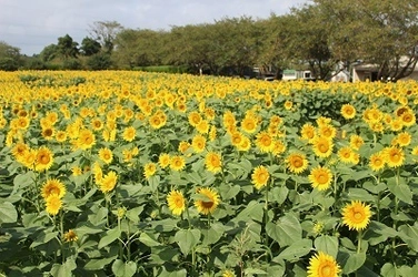 ひまわりの中に“枯山水”登場？！ 千葉の成田ゆめ牧場、8月下旬まで「ひまわり迷路」開催中