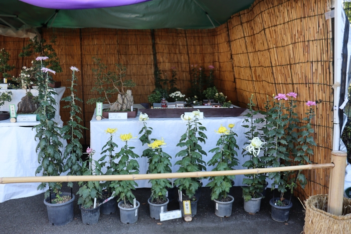 菊花展（昨年の様子）