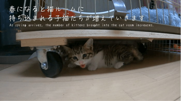 保護猫活動の課題にも触れていく 2