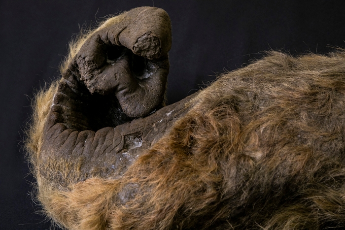 ケナガマンモスの鼻(冷凍標本)特別重要文化財(ロシア連邦)