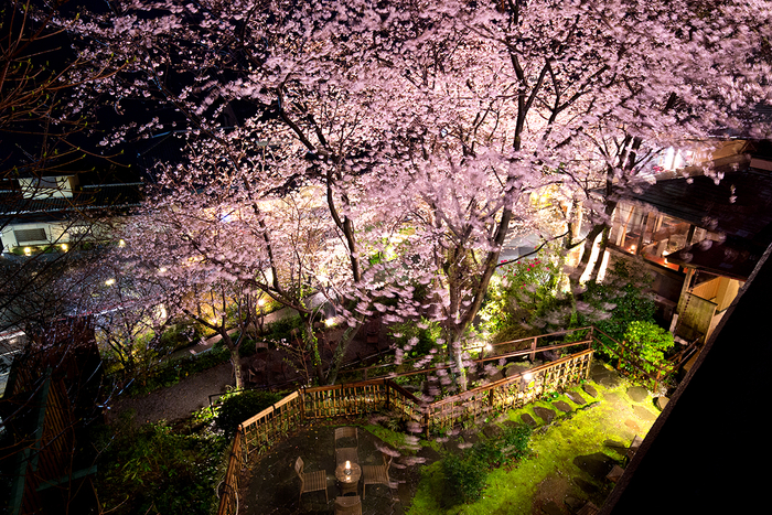 「吉祥CAREN」中庭の夜桜