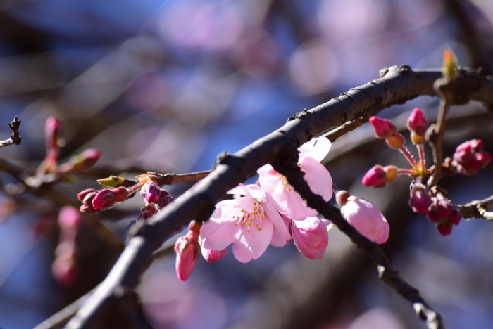 しだれ桜