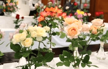 「春のバラ展」の様子（令和７年撮影）