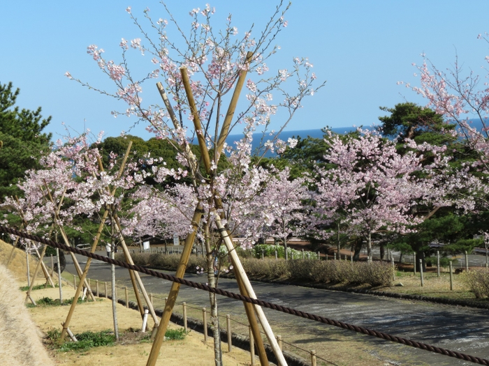 【かみね公園の桜更新の様子】