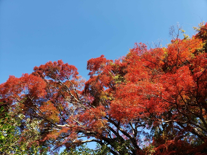 京都最大級の霊鑑寺楓