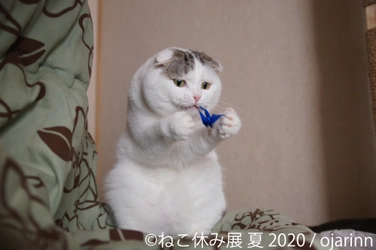総動員数75万人超え！新たなスター猫も登場で注目の“夏の本祭” 「ねこ休み展」が8/21～東京で開催！グッズ展開は2,000種類以上