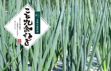 「こと九条ねぎ」が日本青果物ブランドに認定！ ～日本の農業の活性化、次世代への継承を推進していく～