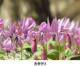 カタクリ
