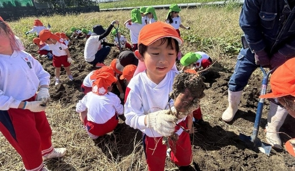 令和6年(2024年)のサツマイモ収穫体験の様子