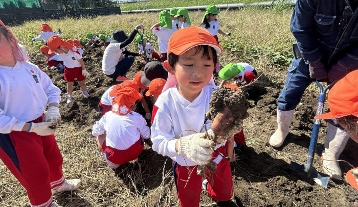 令和6年（2024年）のサツマイモ収穫体験の様子