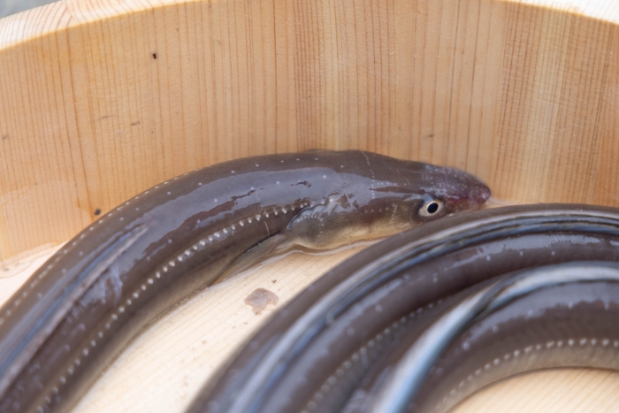 大ぶりで、身が柔らかいのが特徴的