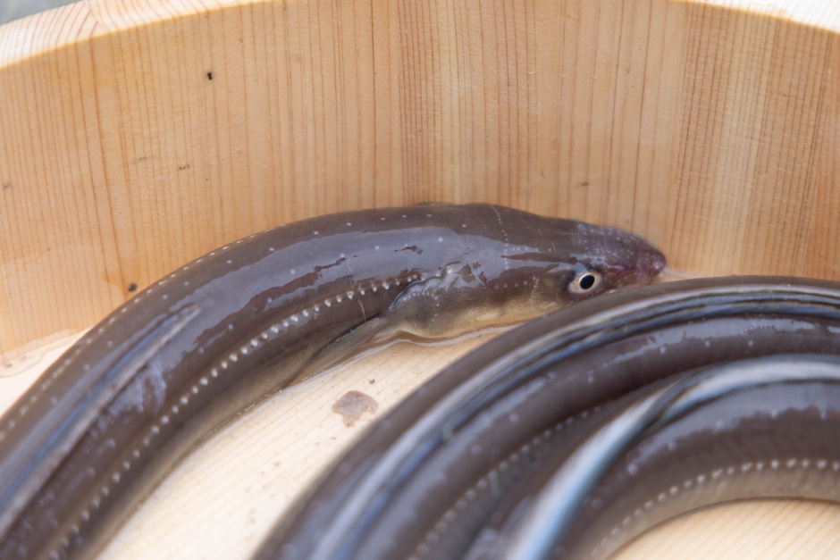 大ぶりで、身が柔らかいのが特徴的