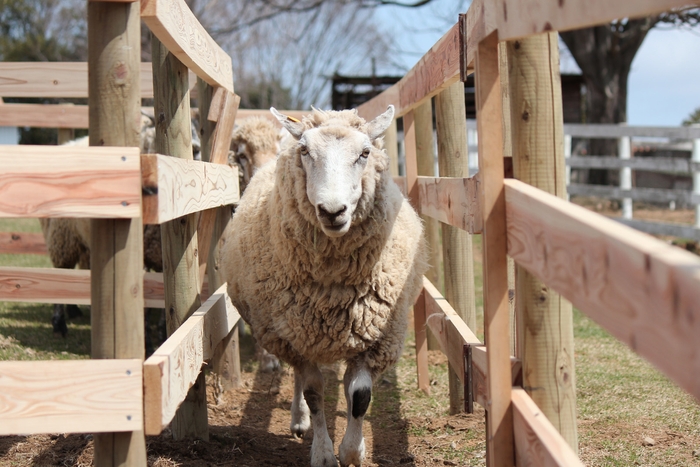 ドラフティングパドック イメージ