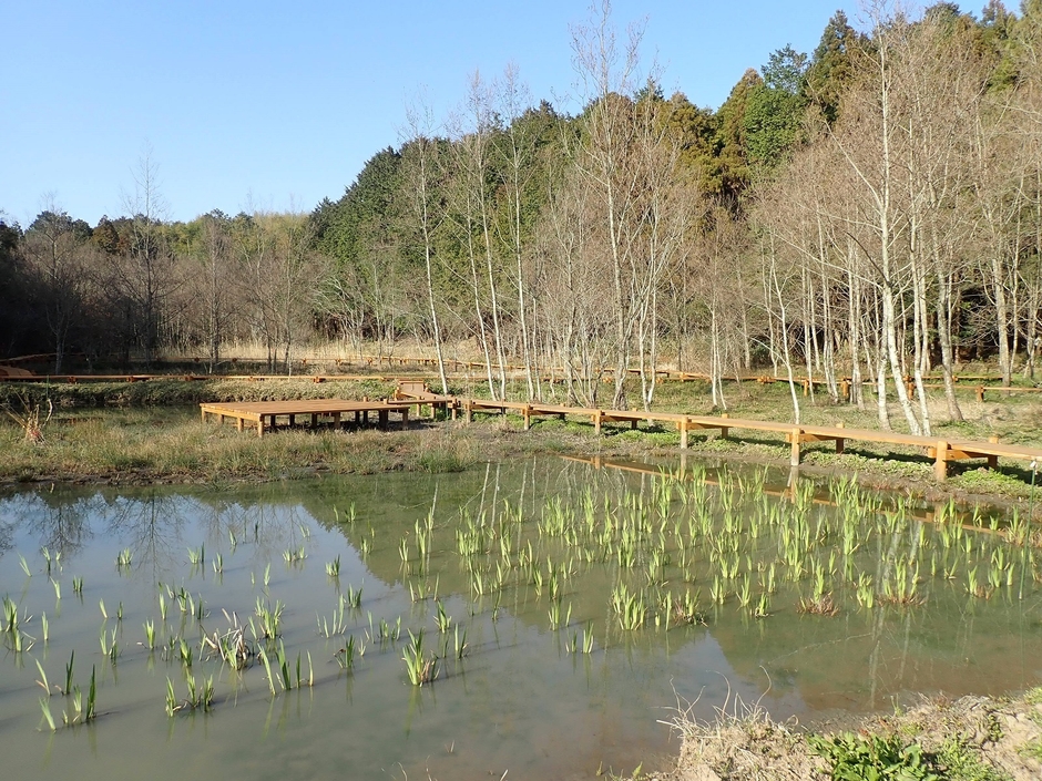 ビオトープとして整備された田んぼ