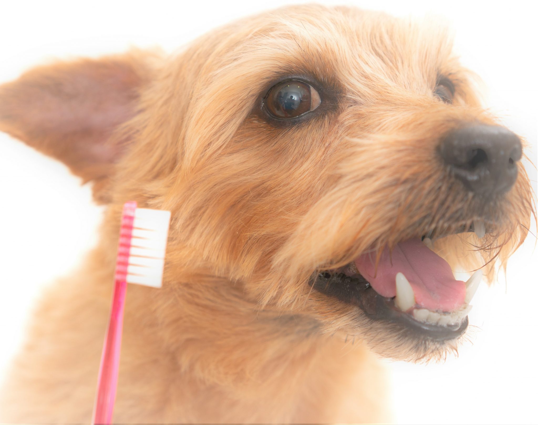 愛犬を守る 愛犬の歯を守れるのは飼い主だけです Newscast