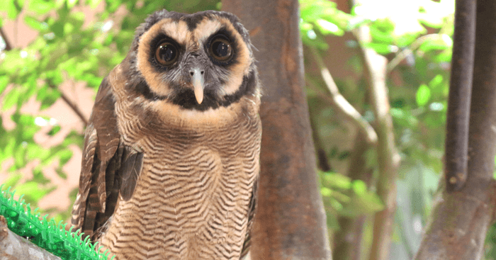 息遣いが聞こえるほど間近にいるフクロウ