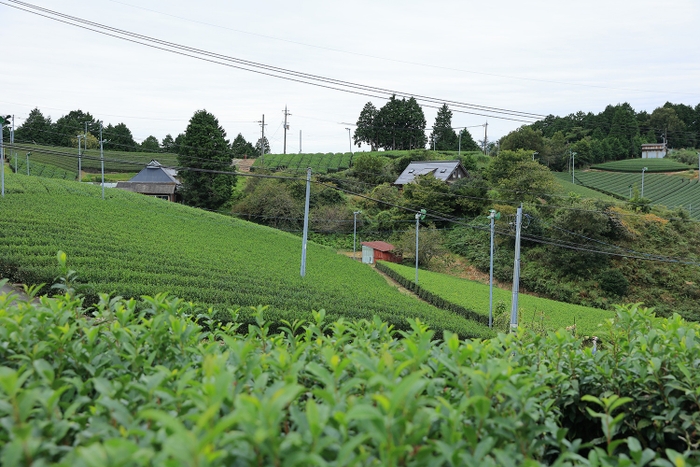 宇治茶の銘産地、京都府南山城村