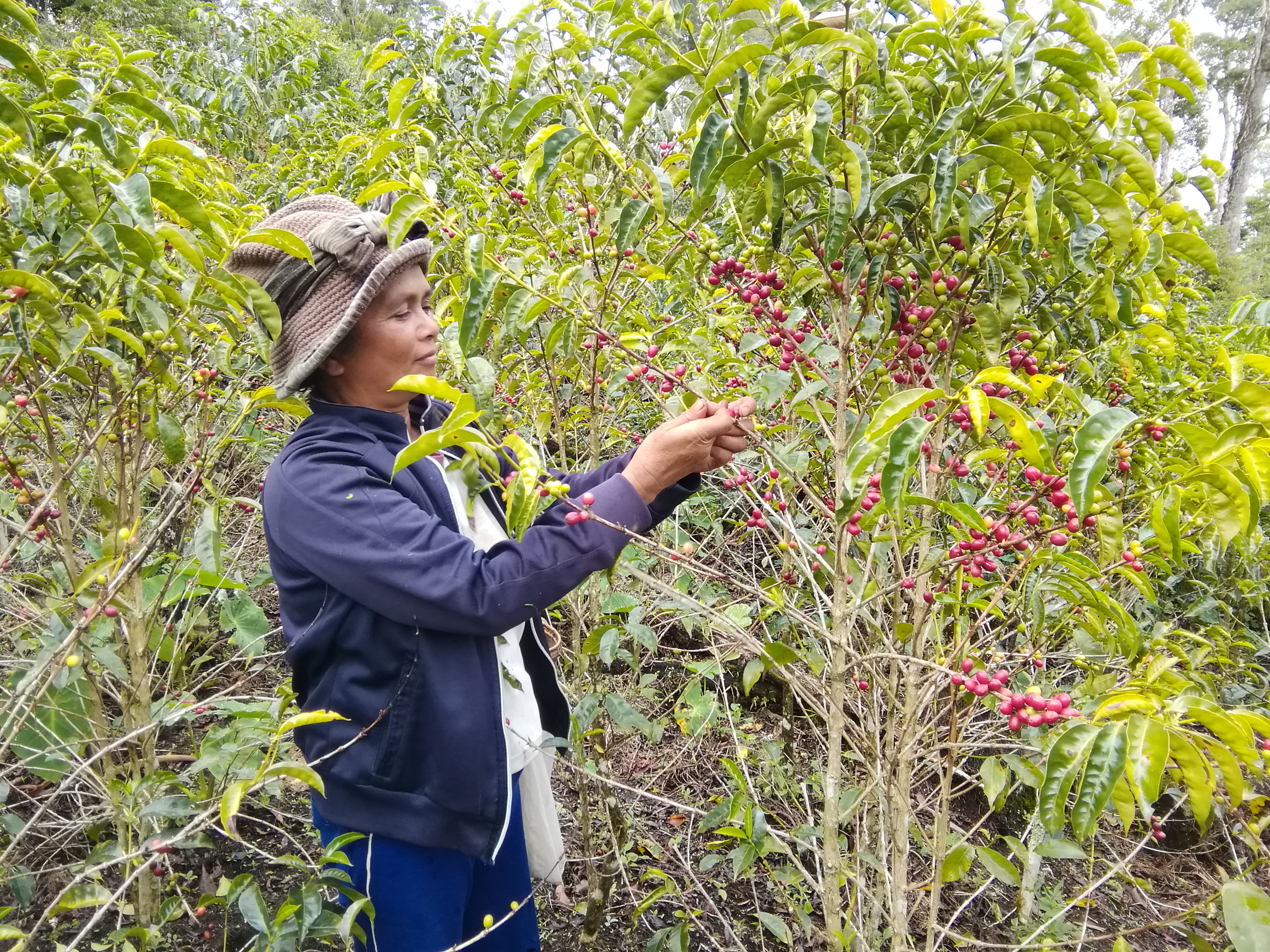 本日29日23時59分までの残り数時間が最終チャンス!2020年度アラビカ豆コーヒー樹木のオーナー募集!