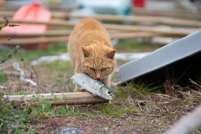 猫と魚9