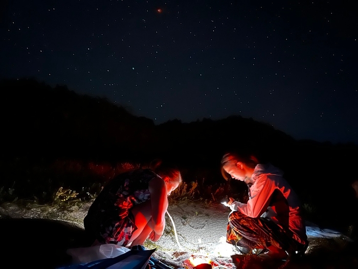 ウミガメ孵化調査