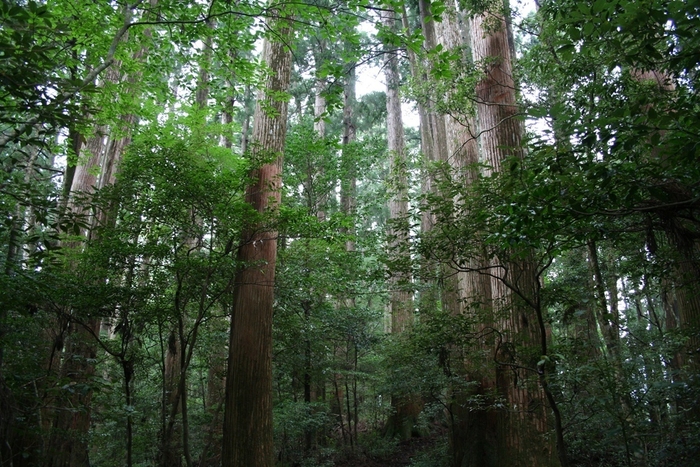 魚梁瀬杉の森・千本山 