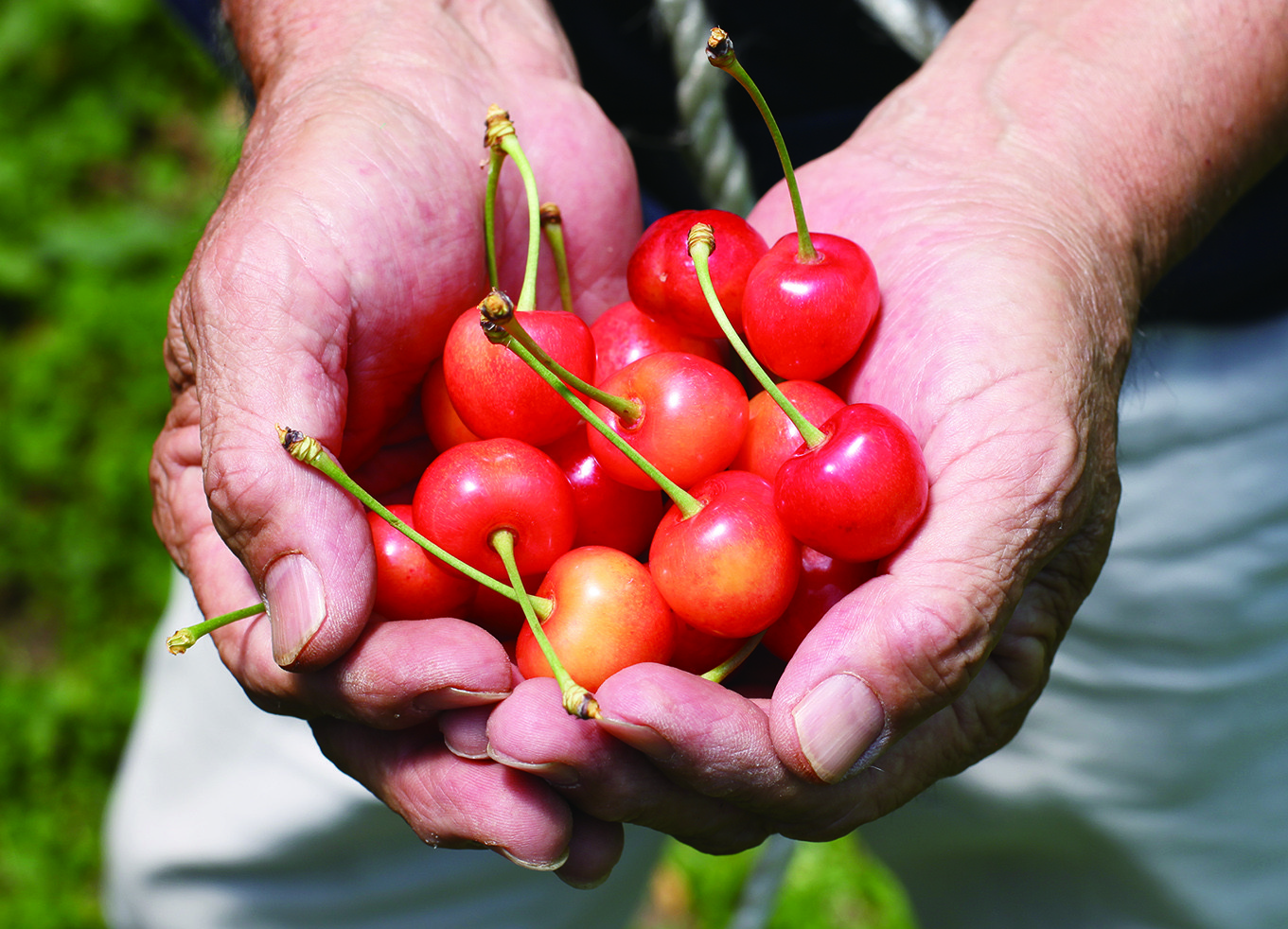 【2026年解禁】“赤い宝石”山形県産さくらんぼ「佐藤錦」の予約販売を開始