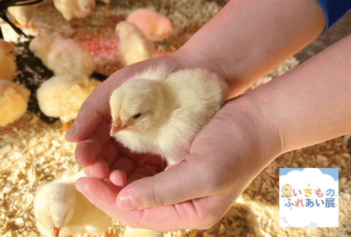 いきものふれあい展示