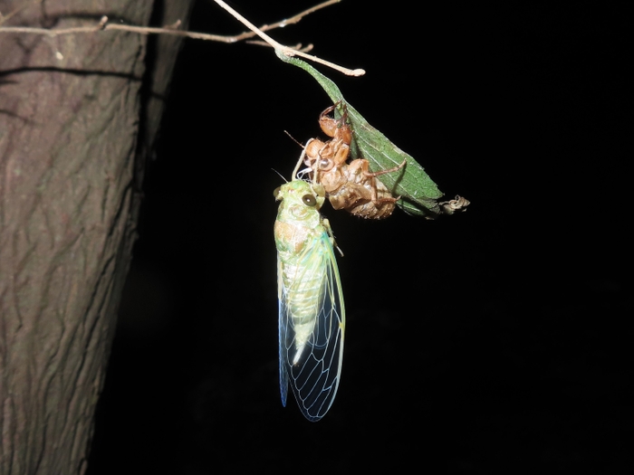 夜に見られる昆虫 ツクツクボウシ