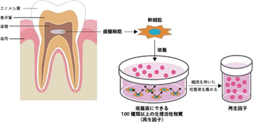 歯断面及び幹細胞培養イメージ